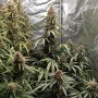 Cannabis seed variety Auto Gorilla Glue Feminised Silver